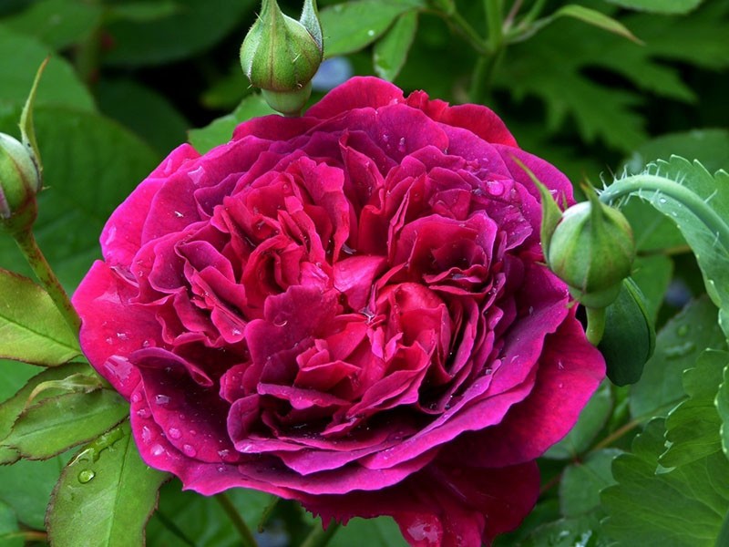 Роза William Shakespeare