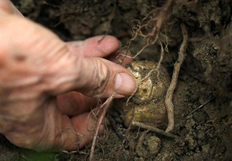 выращивание трюфелей с под корней