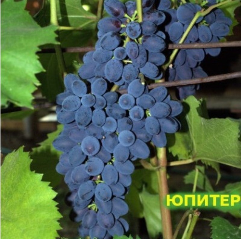 Виноград Юпитер, описание сорта, фото, отзывы и преимущества
