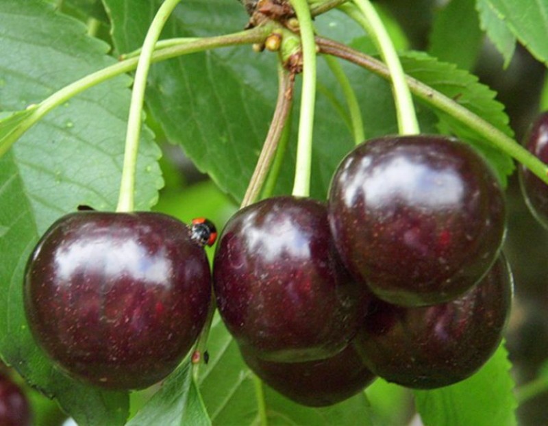 ягоды вишни чернокорка