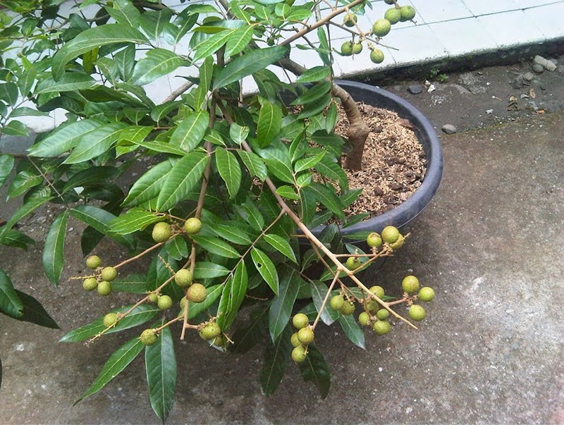 Как выращивать фрукт лонган и ухаживать за ним?