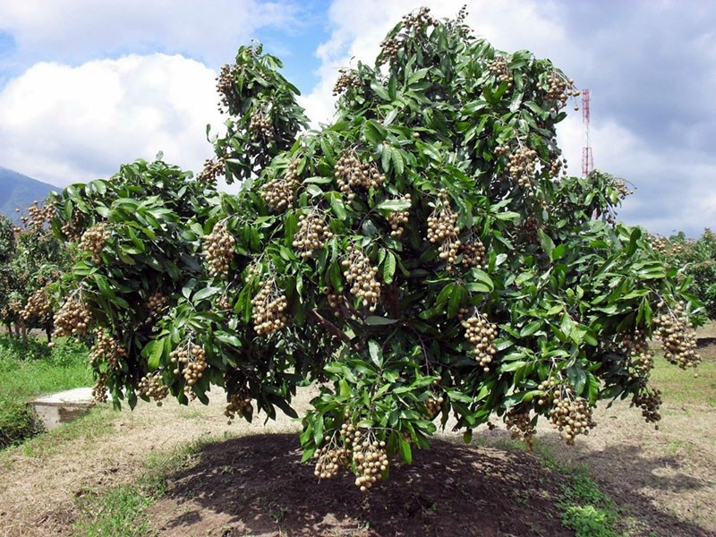 выращивание фрукта лонган ив домашних условиях