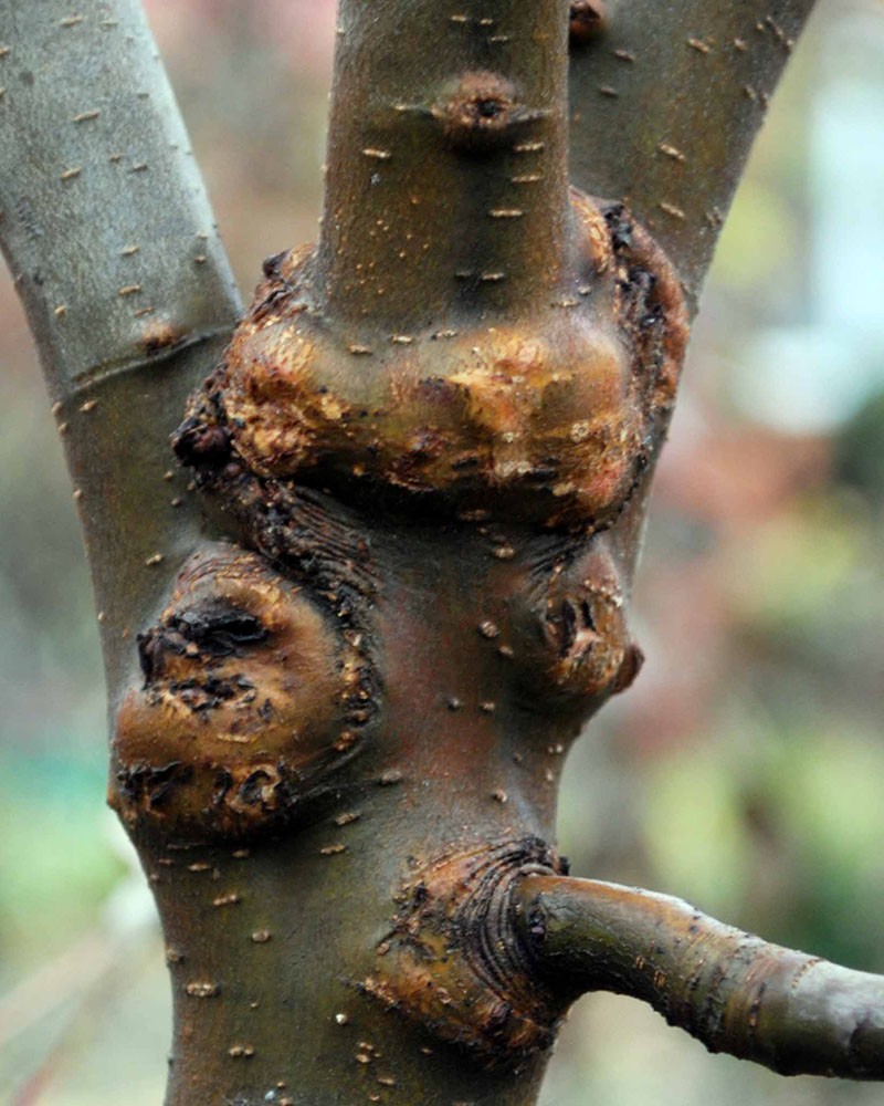 Болезни косточковых деревьев описание с фотографиями и способы лечения