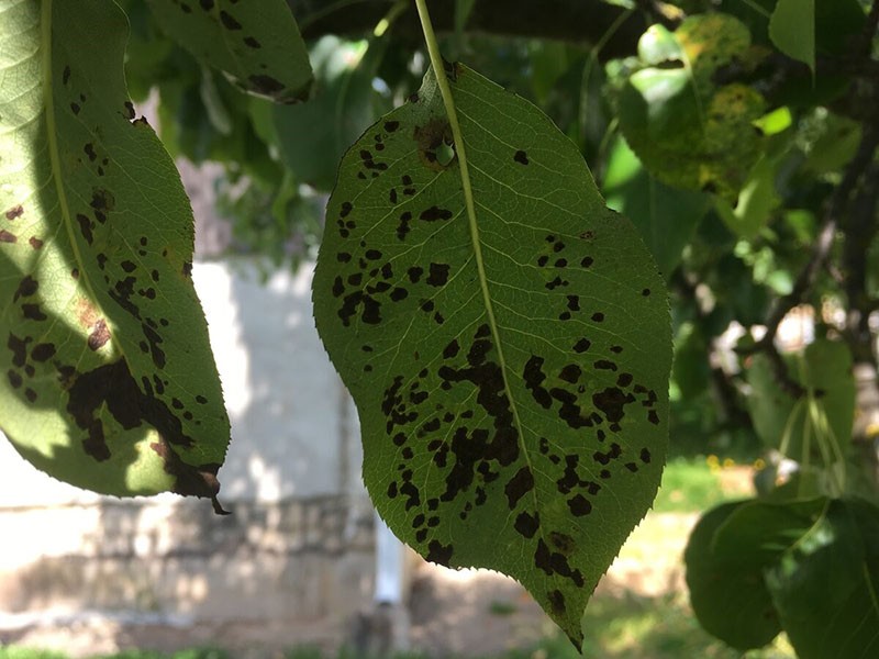 парша на листьях
