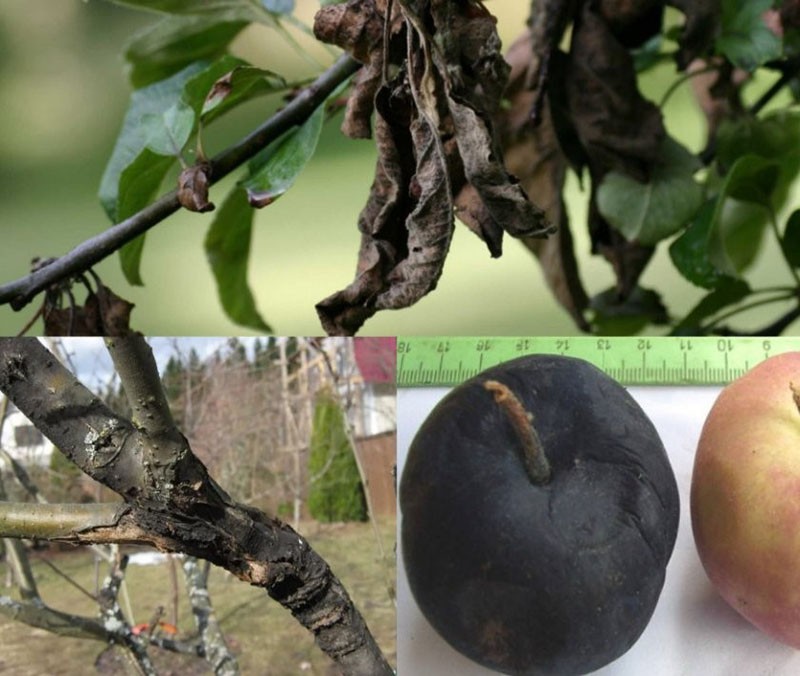 болезни плодовых деревьев