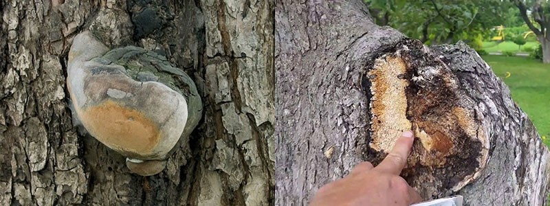 борьба с грибами на плодовых деревьях