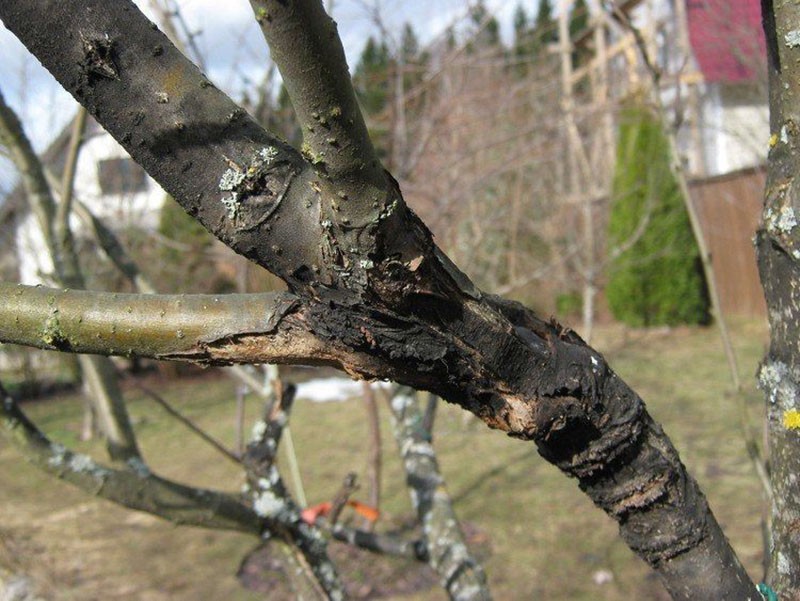 Болезни косточковых деревьев описание с фотографиями и способы лечения