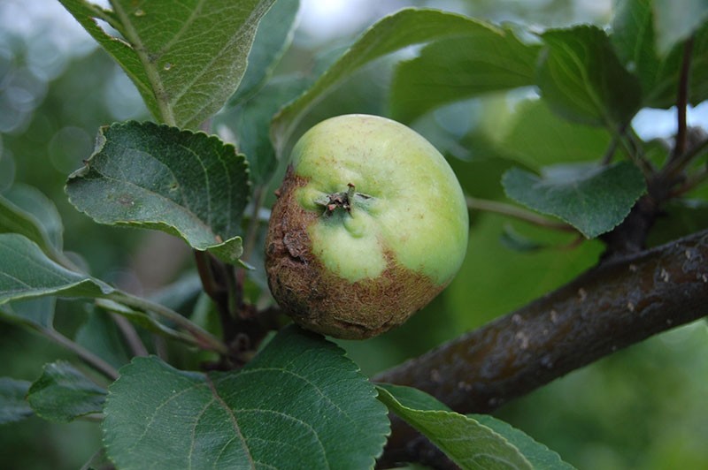 болезни плодовых деревьев