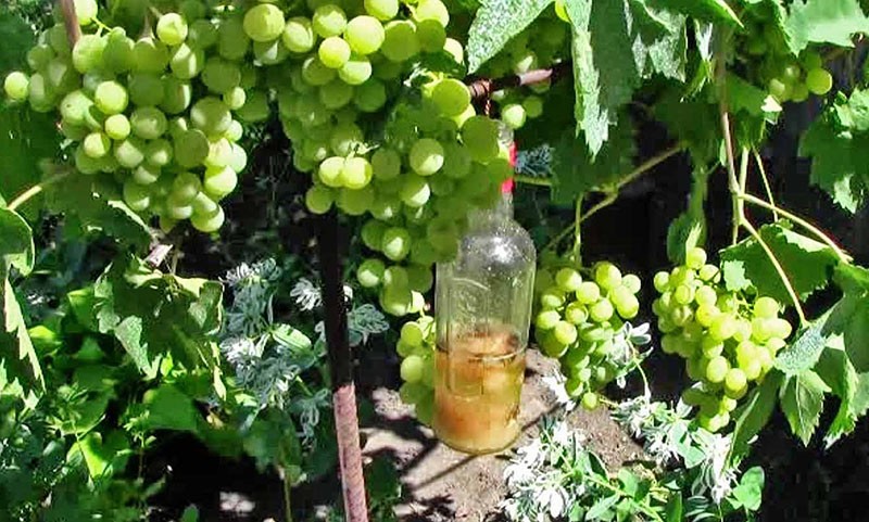 Как бороться с осами на винограднике безопасными способами