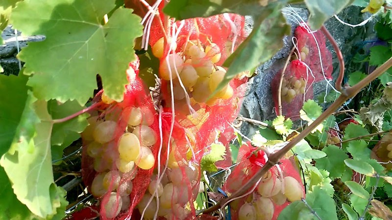 использование сеток для защиты винограда от ос