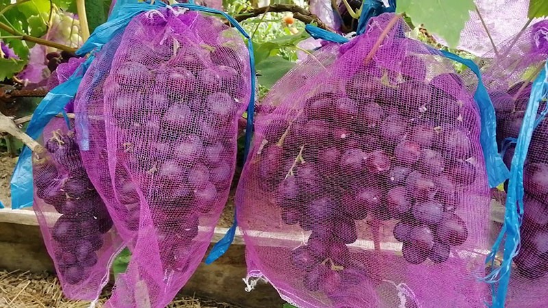 защита винограда