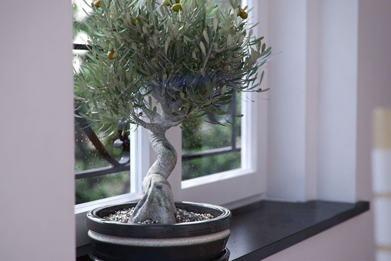 бонсай из оливкового дерева
