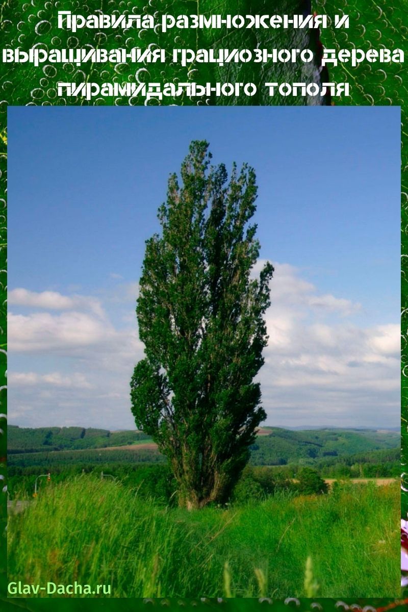 Правила размножения и выращивания грациозного дерева пирамидального тополя