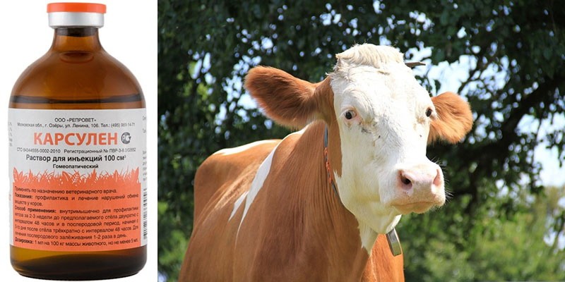 гомеопатия для лечения кетоза у коров