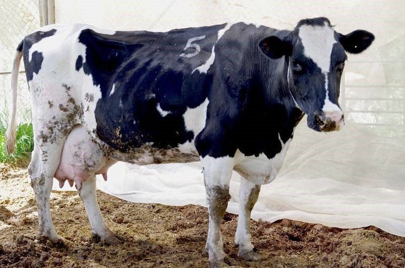 у коровы нарушение обмена веществ