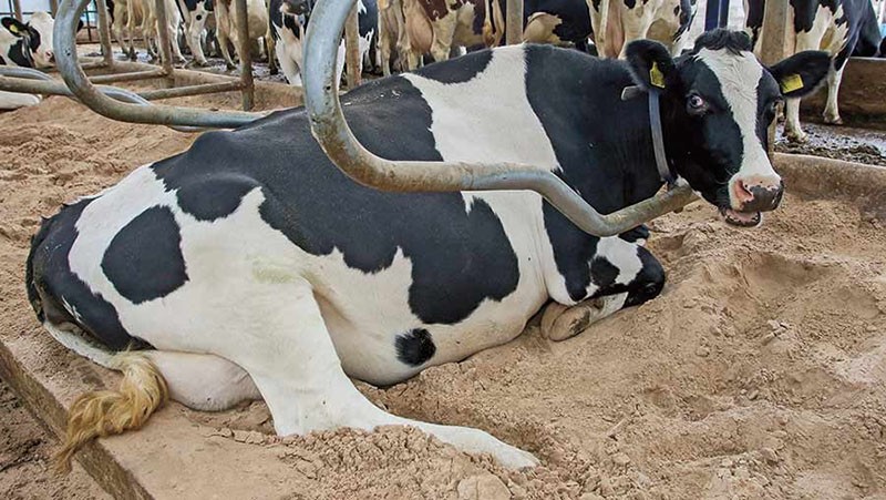 симптомы и лечение кетоза у коров
