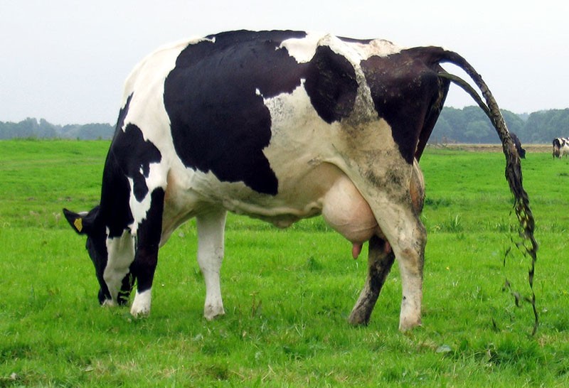 гастроэнтеральный кетоз у коров