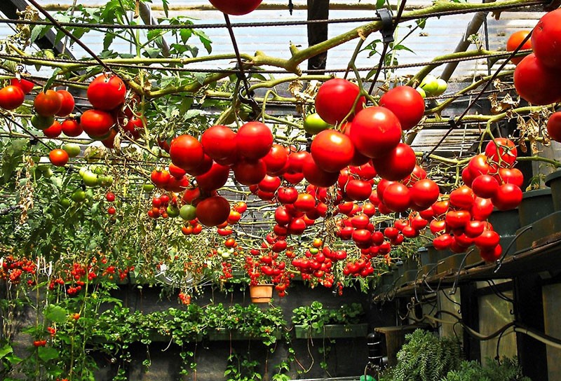 выращивание томатов в парниках