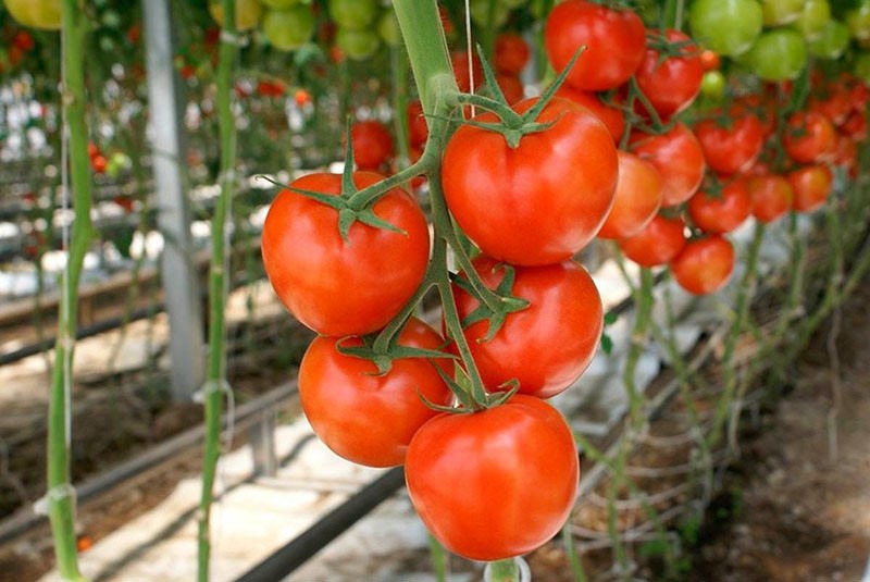 томаты для теплиц и парников