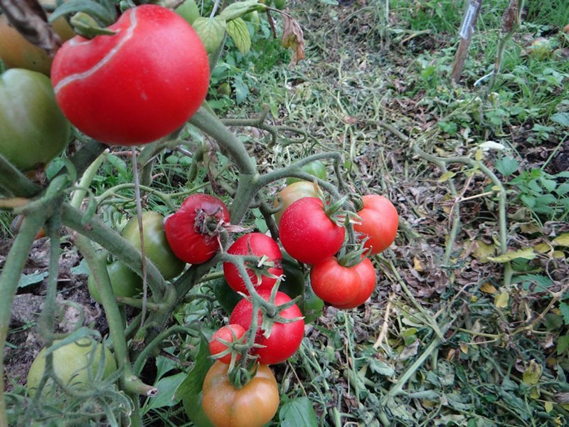 томат грунтовый грибовский