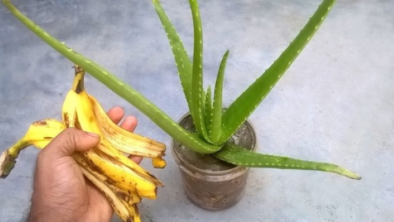 удобрение для цветов из банановой кожуры