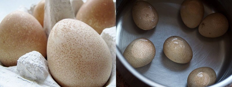 яйца цесарки в кулинарии
