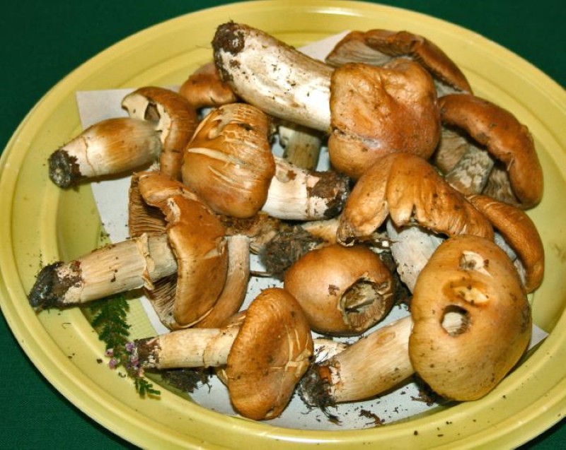грибы курочки или колпаки кольчатые