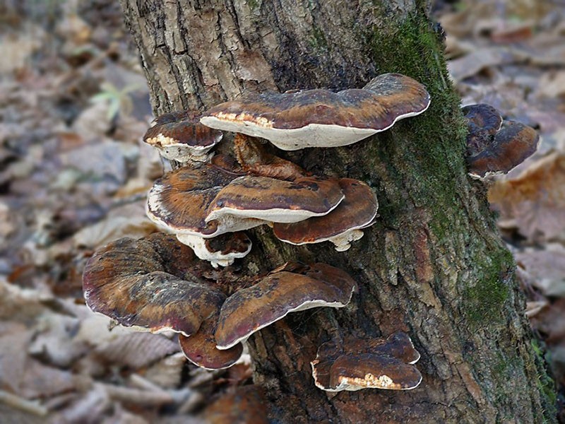 несъедобные грибы растущие на деревьях