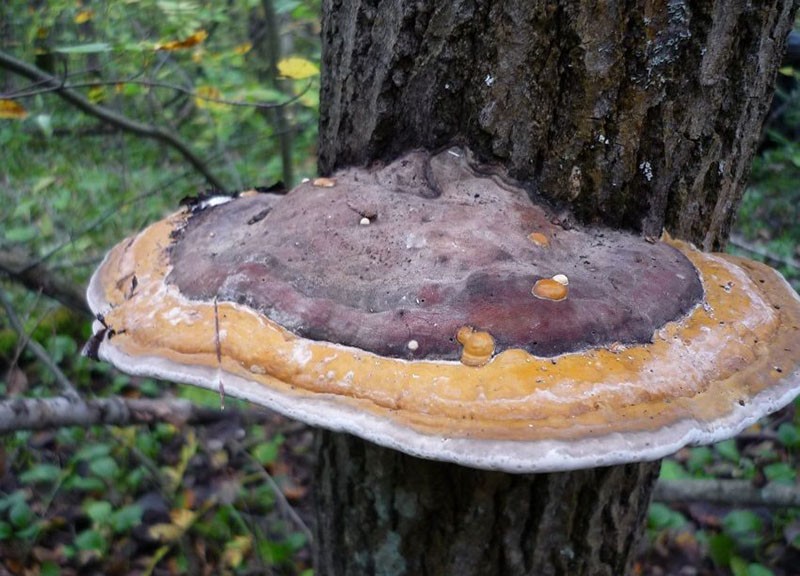 лечебные грибы растущие на деревьях