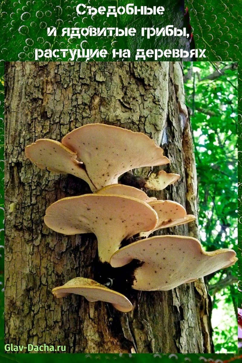 грибы растущие на деревьях