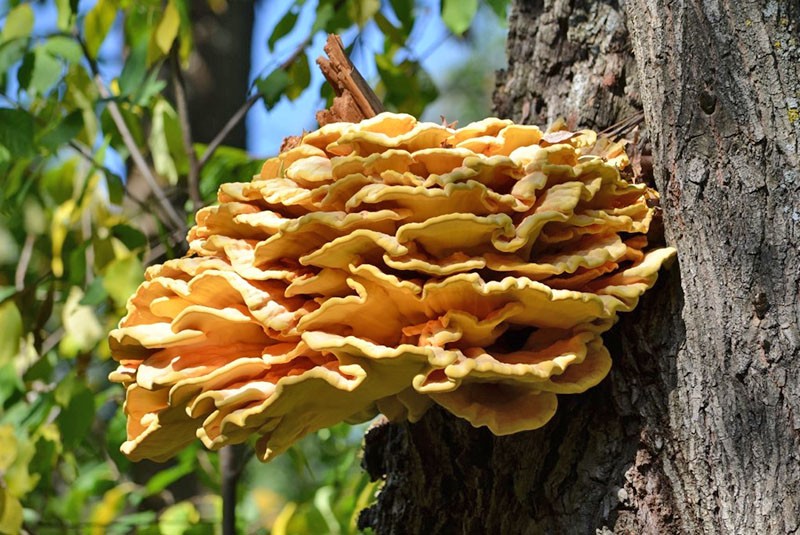грибы растущие на деревьях