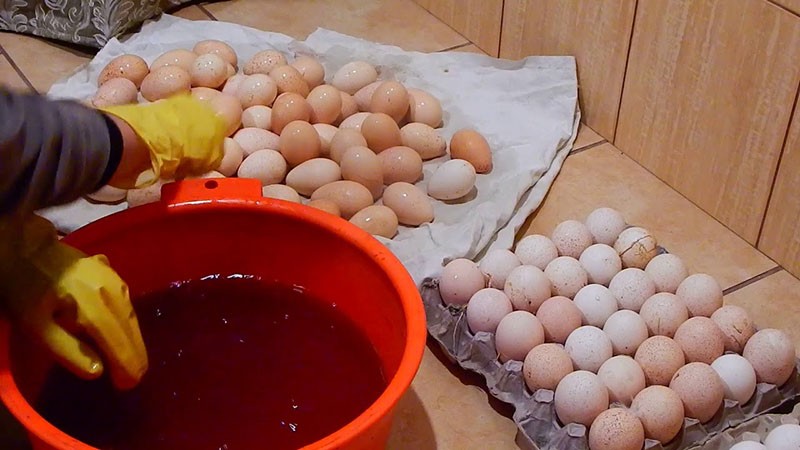 обработка яиц перед закладкой в инкубатор