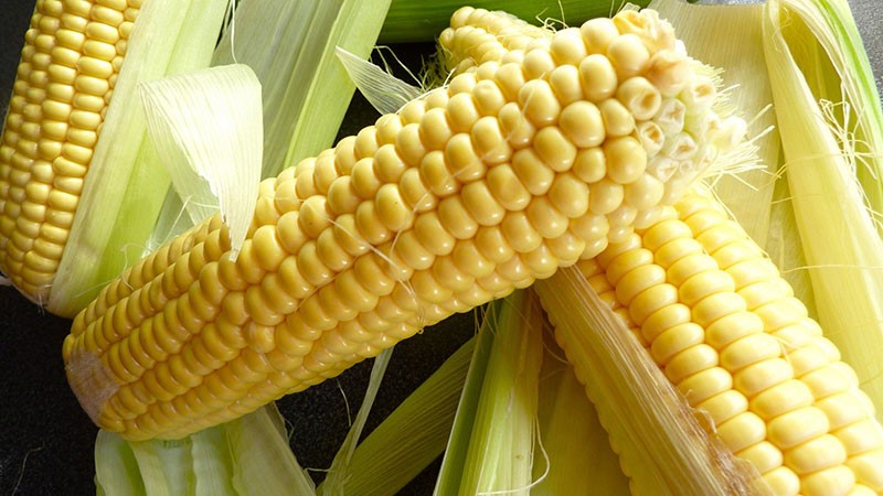 обычный сорт кукурузы