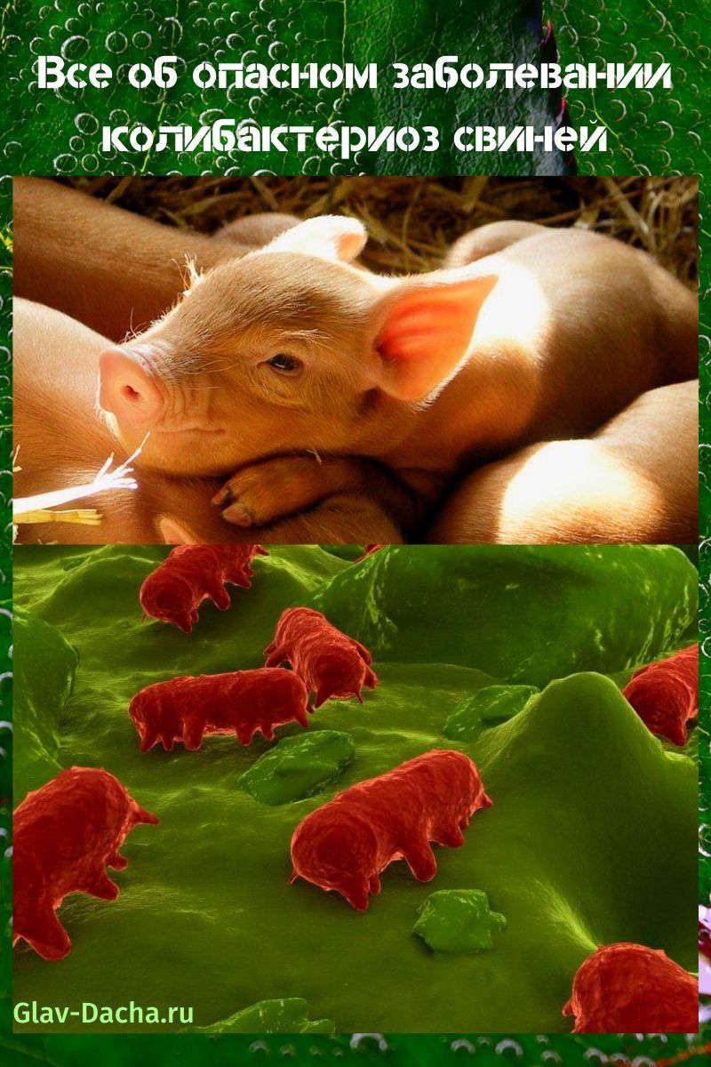 колибактериоз свиней