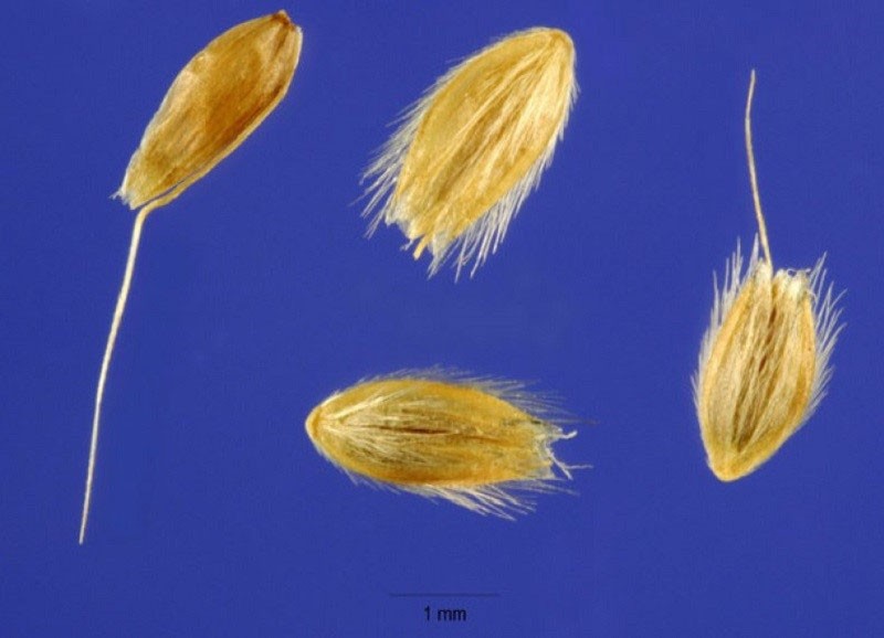 Лисохвост семена строение семени тесты