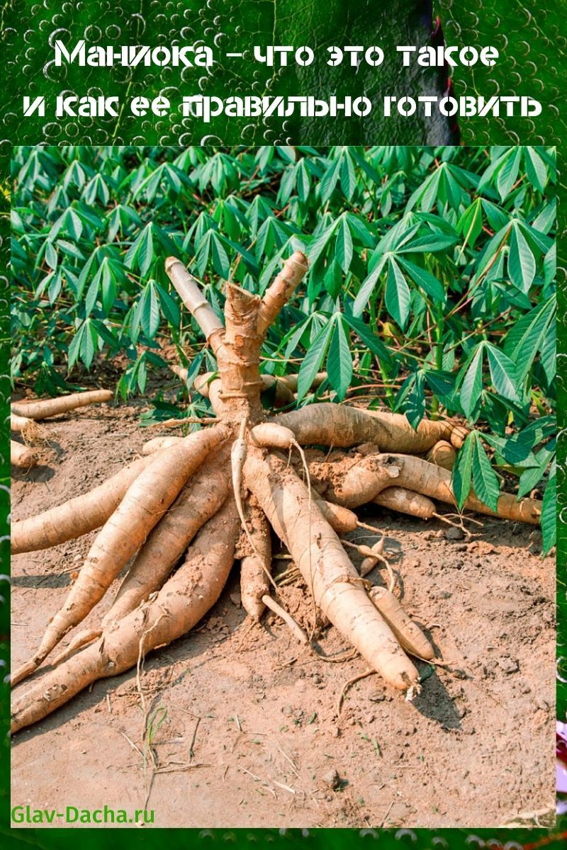 Маниока - что это такое, вкусовые качества корней растения, тапиока