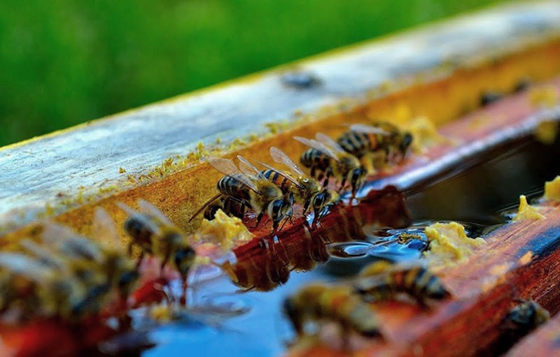 укрепляем иммунитет пчел