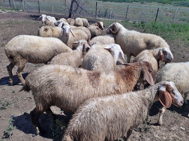 израильская порода овец ассаф