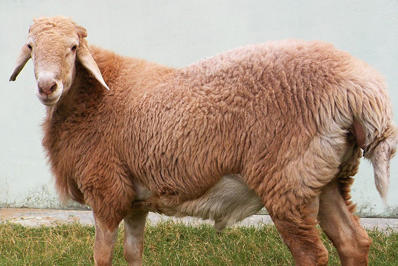 овца породы Авасси