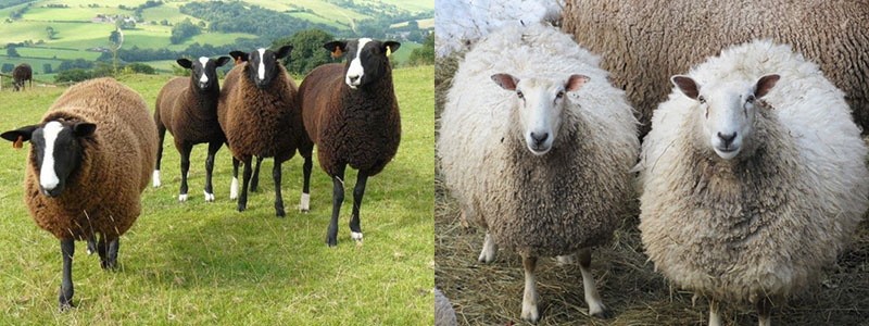 молочные породы овец