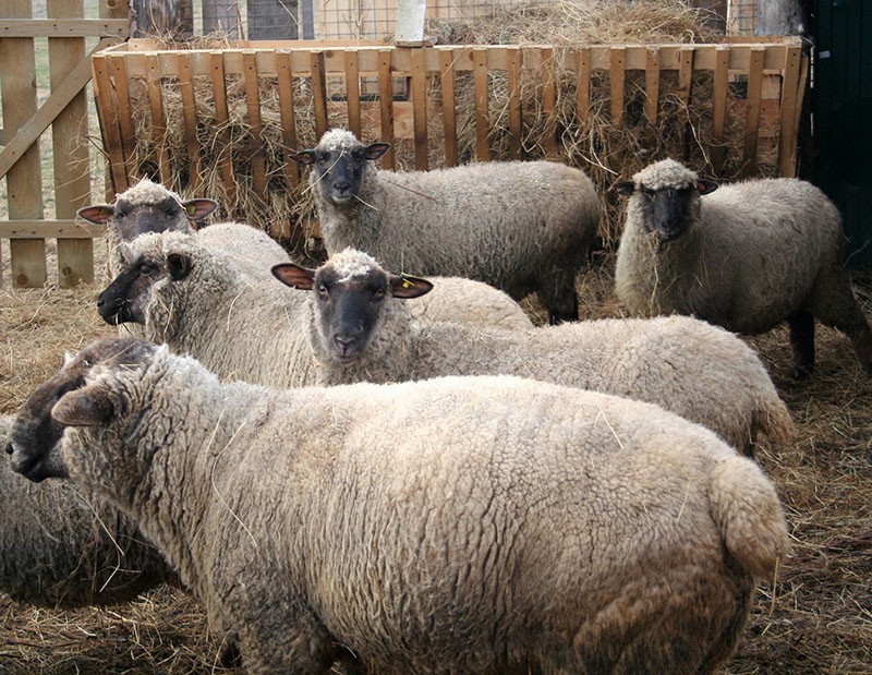 овцы молочной породы на подворье