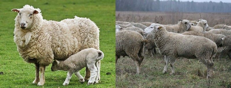 цигайская порода овец