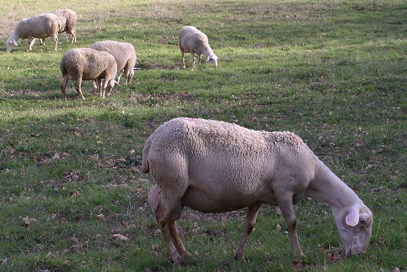 порода овец Лакаюне
