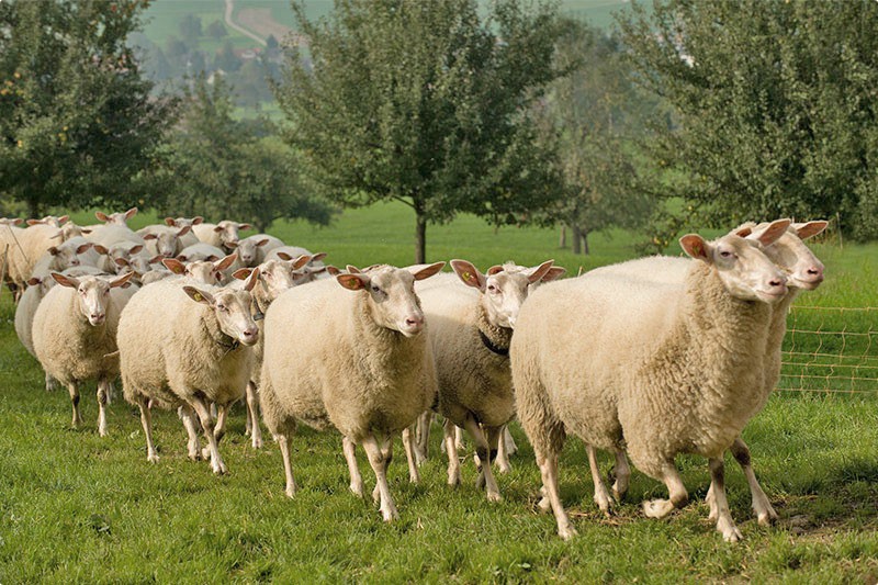 восточно-фризская порода овец