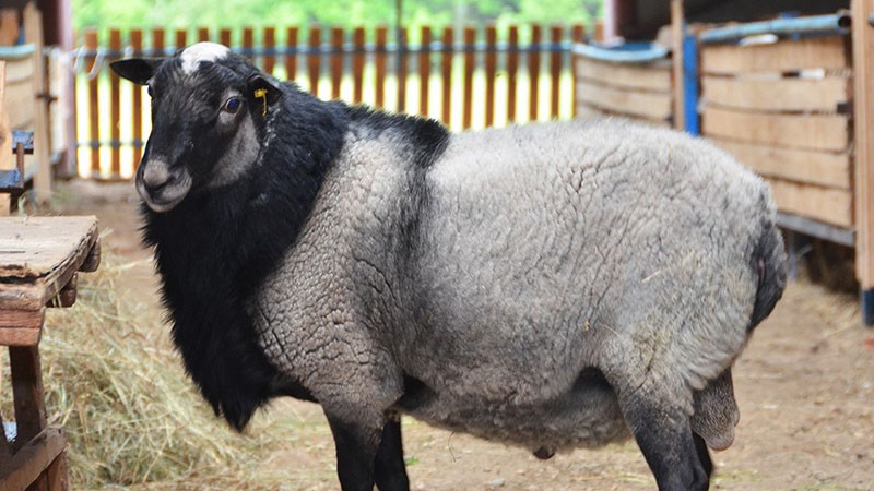 романовская порода овец