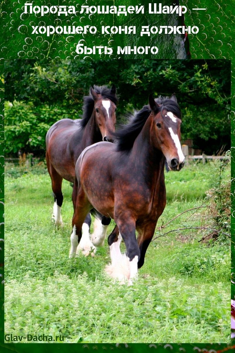 Порода лошадей Шайр - характеристики, особенности разведения