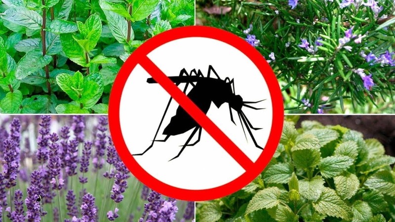 растения отпугивающие комаров