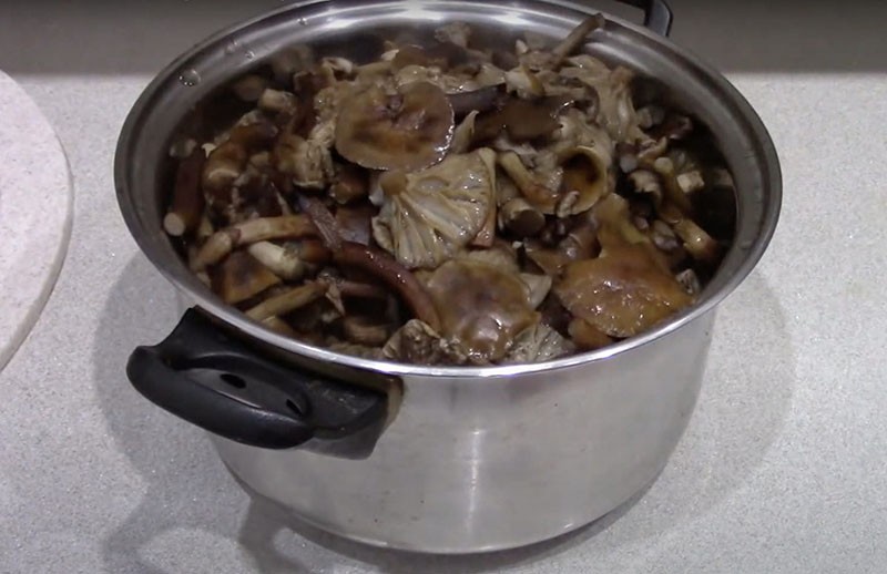 рецепты маринования грибов мышата
