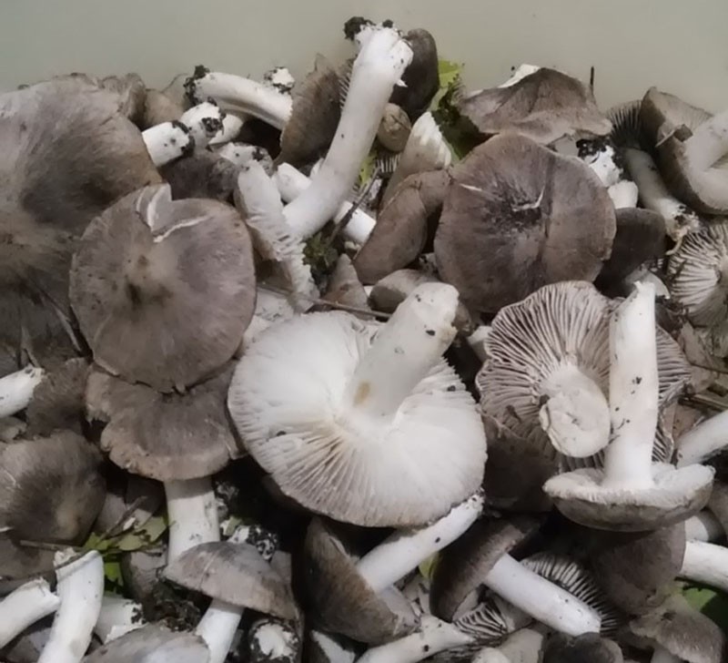 подготовить грибы к маринованию