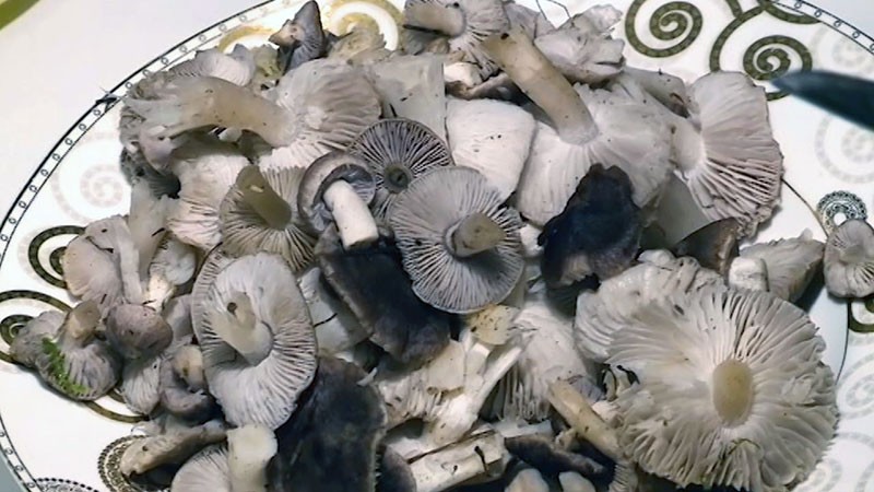 помытые грибы